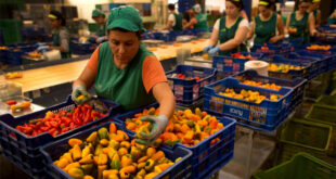 TRABAJA EN EMPACADORA de FRUTAS Y VERDURAS : +90 Espacios Disponibles | POSTULA YA